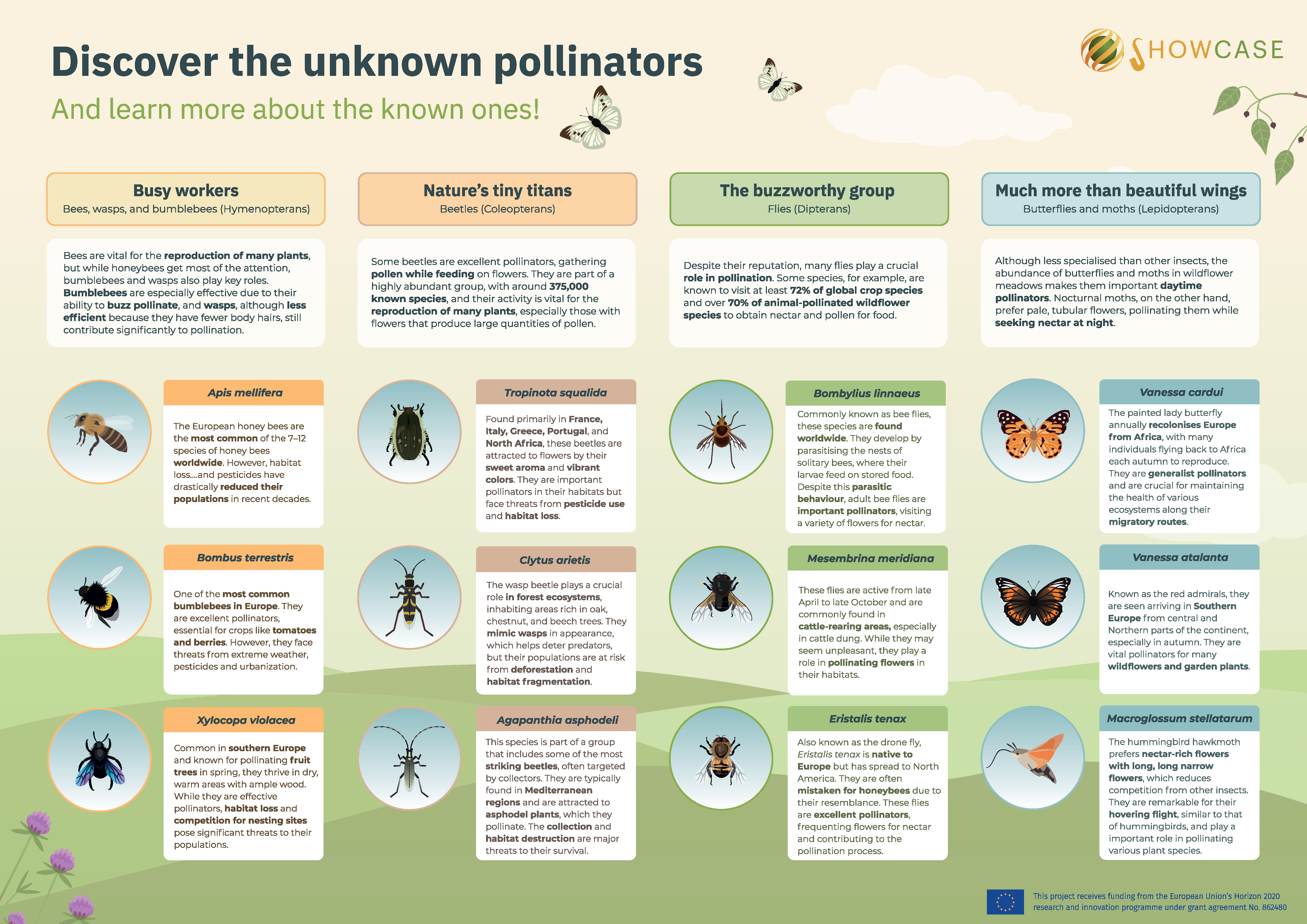 Showcase_Discover_unknown_polinators_Infografia